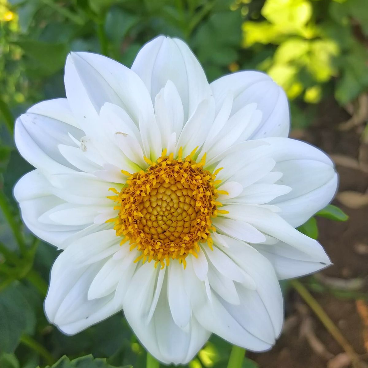 Dahlia- Hillara Ice (Tuber)